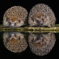 Greetings card "Pair of Hedgehogs" 16x16cm