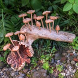 Handcrafted Woodland 16 Toadstool Branch Sculpture