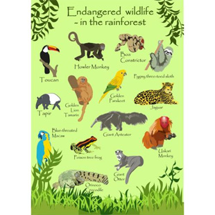 Shared Earth Wildlife Cards