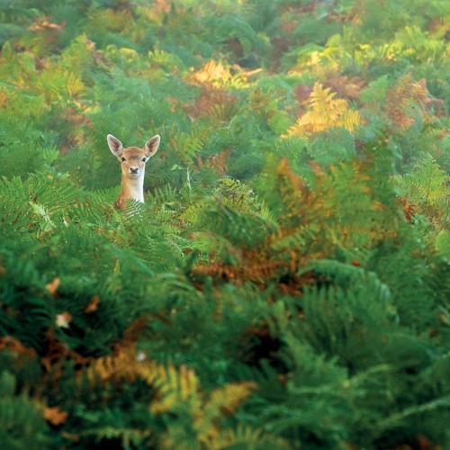 Greetings card "Fallow Deer" 16x16cm