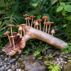 Handcrafted Woodland 16 Toadstool Branch Sculpture