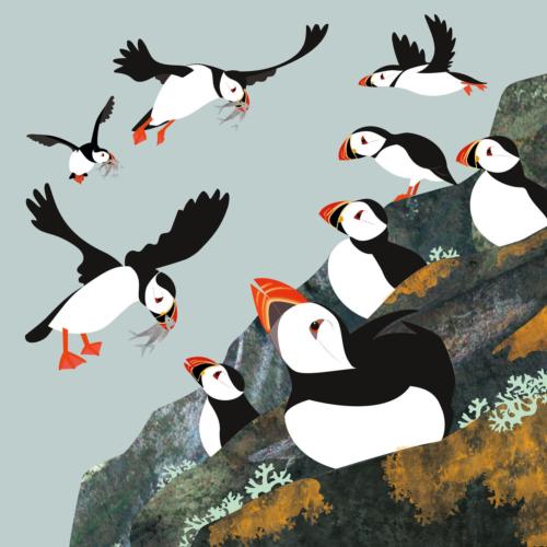 Greetings card "Puffin Colony" 15 x 15cm