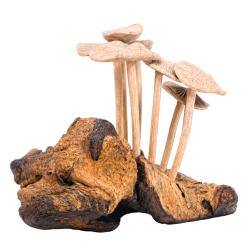 Hand-Carved Toadstool Cluster on Gamal Wood
