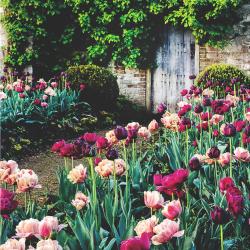 Greetings card "Tulip Garden, Parham House, West Sussex" 16x16cm
