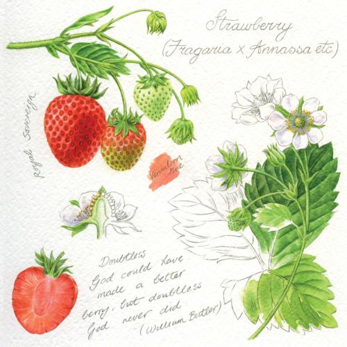 Greetings card "Strawberries" 16x16cm