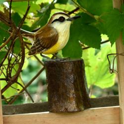 Wren on tree trunk