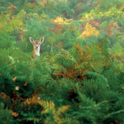 Greetings card "Fallow Deer" 16x16cm