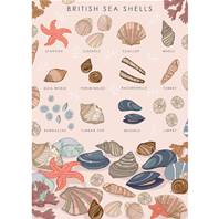 Greetings card "British sea shells" 12x17cm