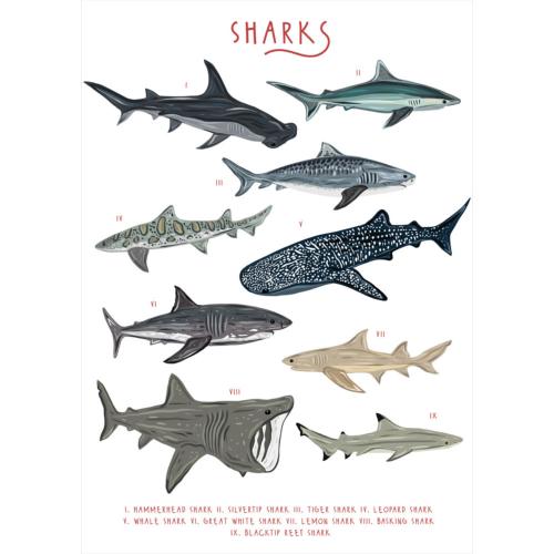 Greetings card "Sharks" 12x17cm