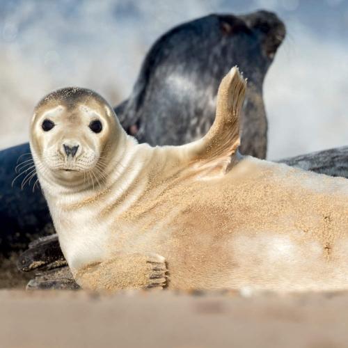 Greetings card "Common Seal" 16x16cm