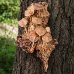Handcrafted Woodland Wall Hanging with 11 Toadstools
