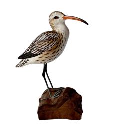 Curlew on tree trunk