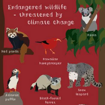 Shared Earth Wildlife Cards