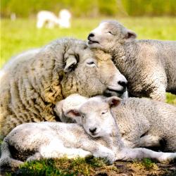 Greetings card "Sheep Family" 16x16cm