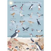 Greetings card "British coastal birds" 12x17cm