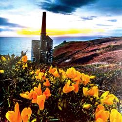 Greetings card "Gorse at Rinsey" 16x16cm