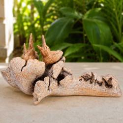 Bird Nest with Baby Birds on Gamal Root